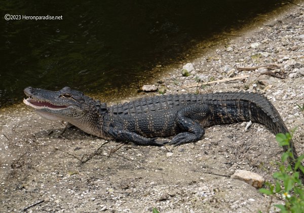 Florida Wildlife 2023