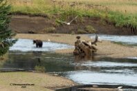 Bear and eagle 2