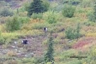 Boreal Caribou 1
