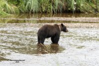 Brown bear 4