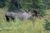 Moose 1
