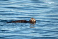 Otter