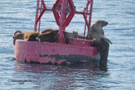 Sea Lion 1