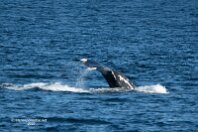 Whale 4