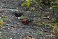 White Winged Crossbill 1 White Winged Crossbill