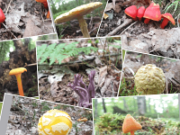 Mushroom-Collection