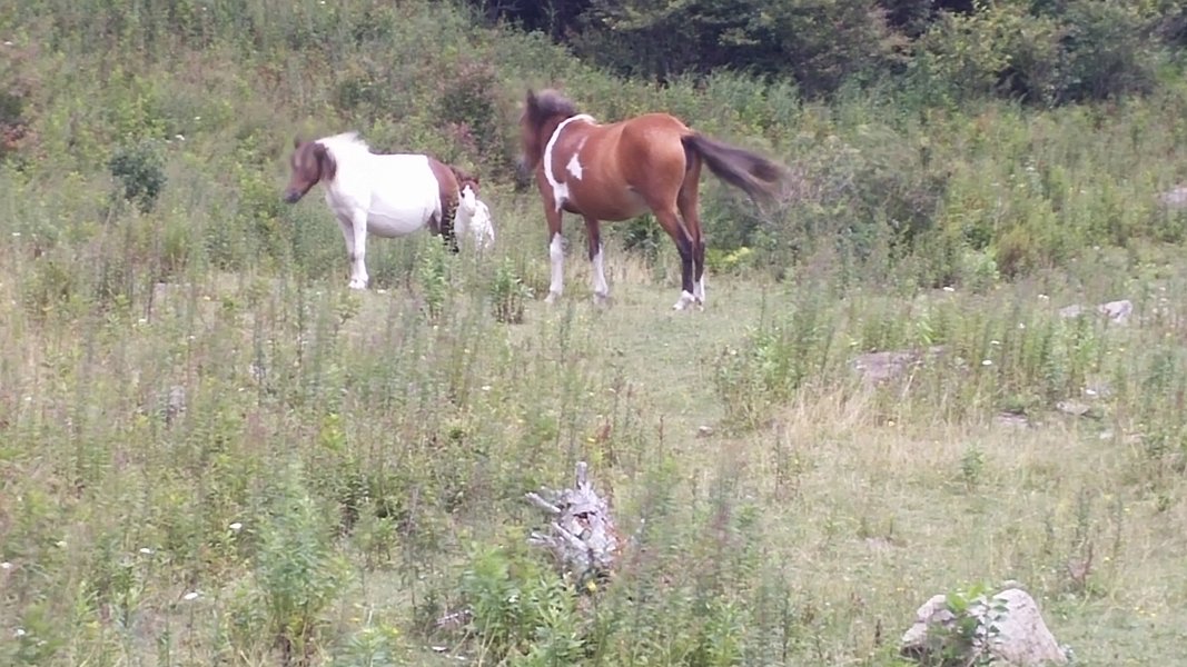 Wild Horses 6