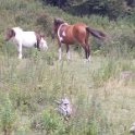 Wild Horses 6