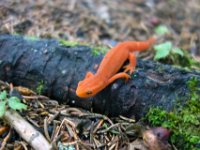 Salamander