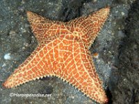 4 Armed Starfish