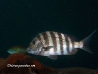 Atlantic Sheepshead