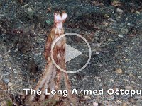 BHB Long Armed Octopus