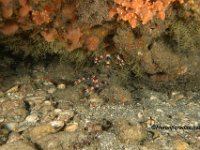 Banded Coral Shrimp Pair