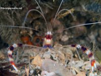 Banded Coral Shrimp