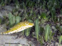 Bandtail Pufferfish