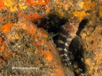 Barred Blenny