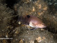 Belted Sandfish 3