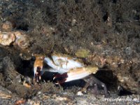 Blue Swimming Crab