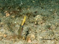 Blue Throat Pike Blenny 4