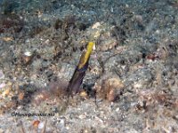 Blue Throat Pike Blenny