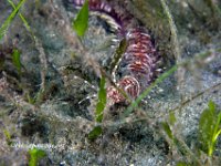 Bobbit worm