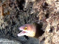 Chesnut Moray Eel