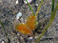 Christmas Tree Worm