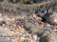 Coral Banded Shrimp