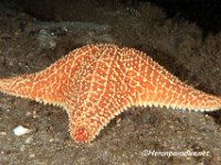 Cushion Sea Starfish