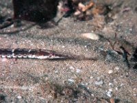 Diamond Pipefish