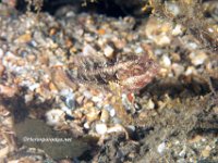 Downy Blenny 2