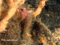 Downy Blenny