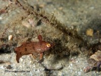 Dwarf Wrasse