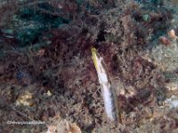 Female Yellowface Pike Blenny 1