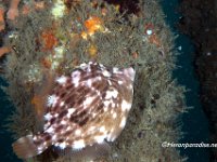 Fringed Filefish 1