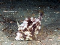 Fringed Filefish 2