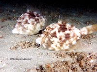 Fringed Filefish Pair