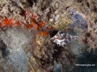 Fringed Filefish