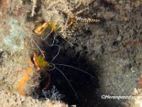 Golden Banded Coral Shrimp