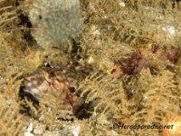 Harry Blenny