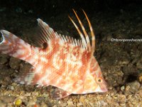 Hogfish 2