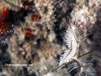 Hydroid Lomonotus