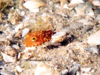 Juvenile Bandtail Puffer 1