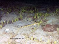 Juvenile Blue Spotted Cornetfish