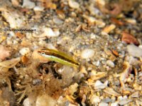 Juvenile Bluehead Wrasse