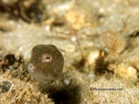 Juvenile Boxfish 3