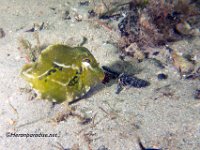 Juvenile Buffalo Cowfish 1