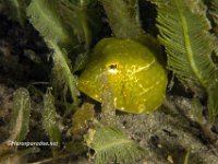 Juvenile Buffalo Cowfish