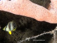 Juvenile Foureye Butterflyfish 1