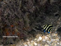 Juvenile French Angelfish 1